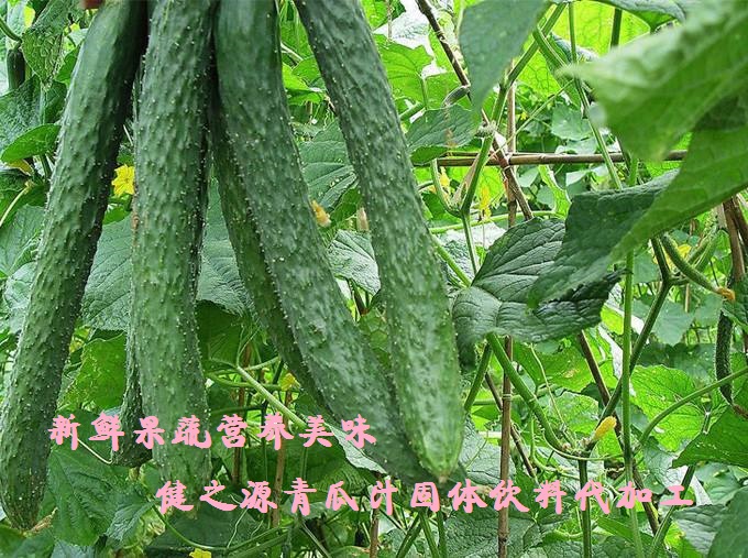 青瓜的六大營養(yǎng)價(jià)值，你知道嗎？